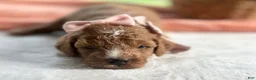 Mini Goldendoodle dogs for sale: Roseann - Ad 1