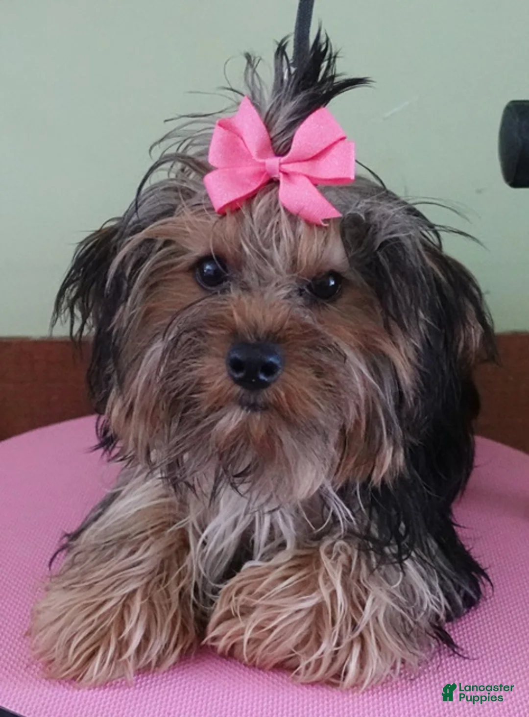 Yorkshire Terrier dogs for sale: Ziggy 5 3/8 ounces - Ad 12