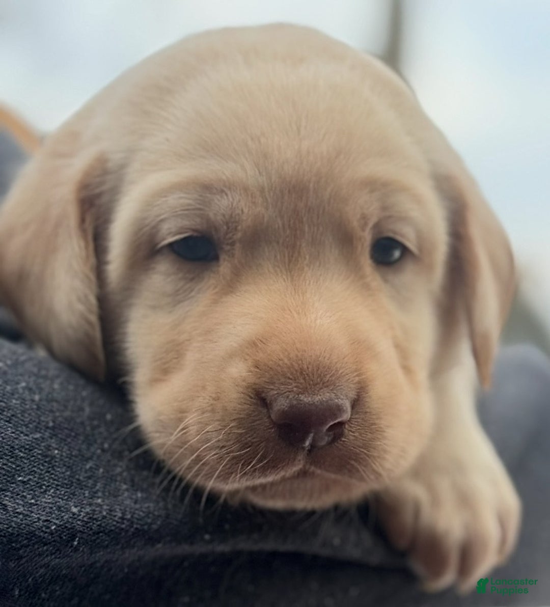 Labrador Retriever dogs for sale: Labrador Retriever Puppy 1 - Ad 11