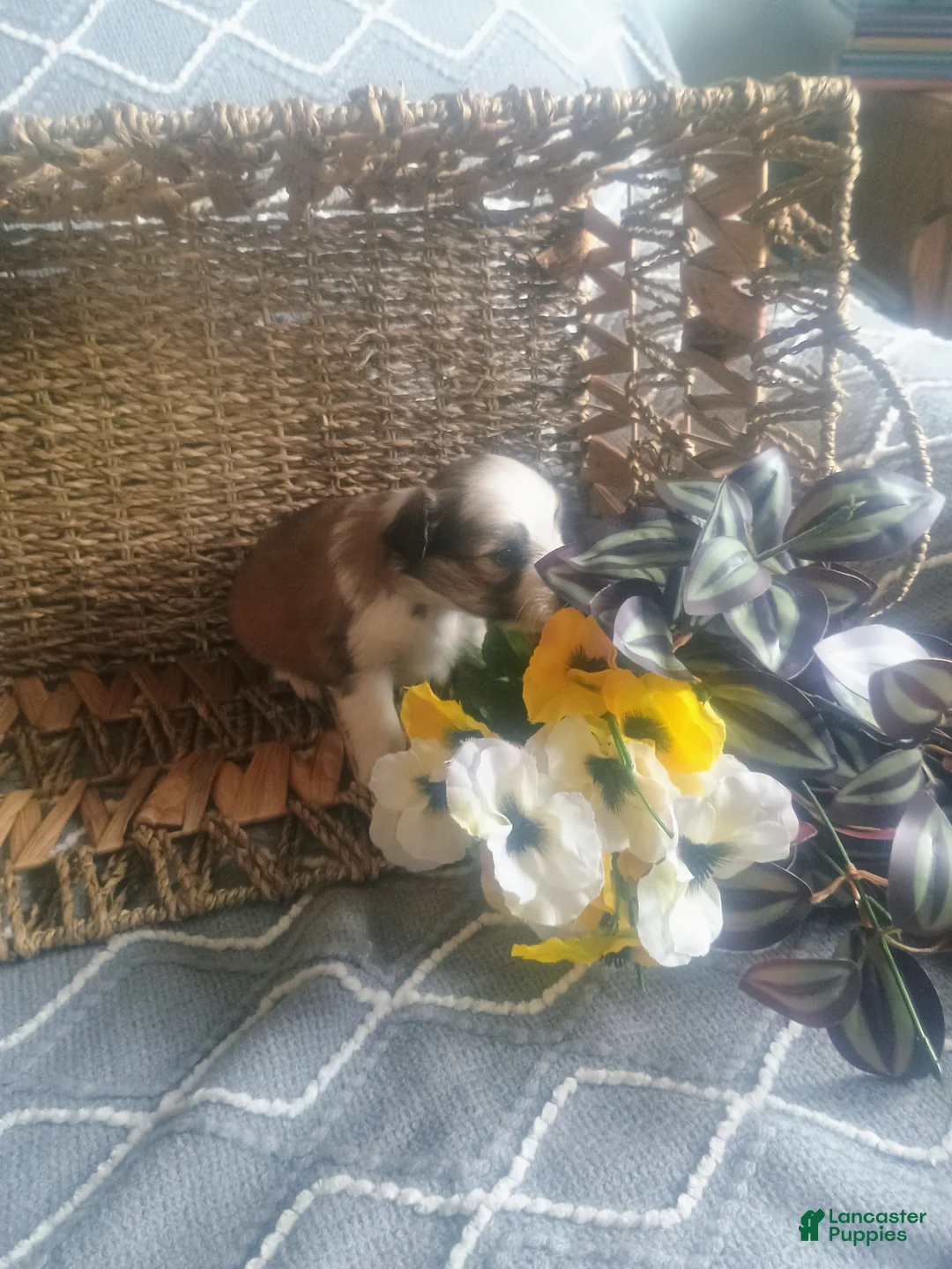 Mixed Breed dogs for sale: Mixed Breed Puppy 1 - Ad 2