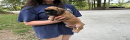 Boxer dogs for sale: Madison AKC Euro - Ad 7