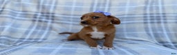 Beagle dogs for sale: Birdie - Ad 5