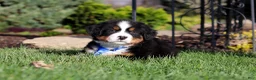 Bernese Mountain Dog dogs for sale: Charlie - Ad 4