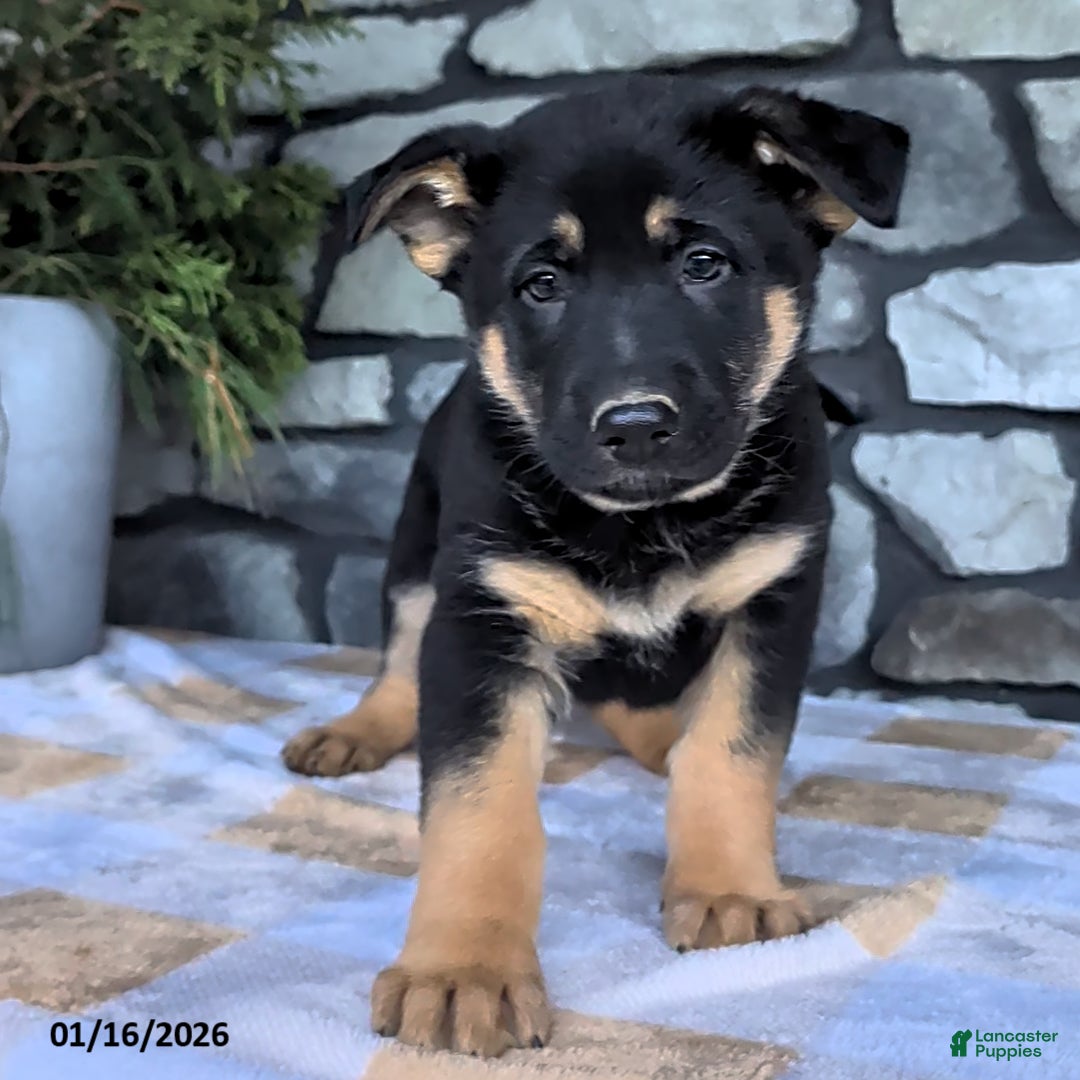 German Shepherd dogs Buddy - Ad 15