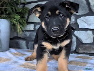 German Shepherd dogs Buddy - Ad 38