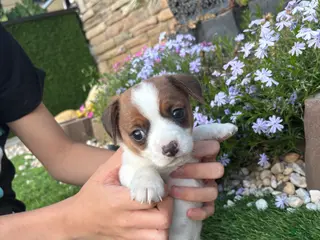Jack Russell Terrier dogs Jack Russell Terrier Puppy 1 - Ad 14