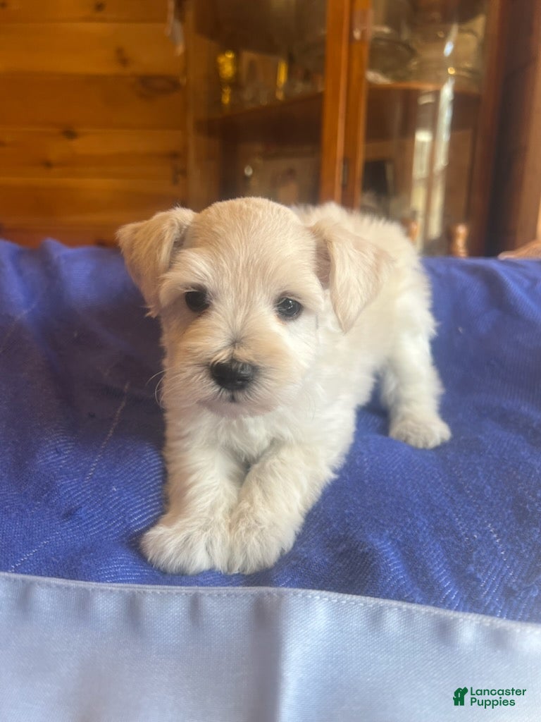 Miniature Schnauzer dogs for sale: Isaac (White) - Ad 1