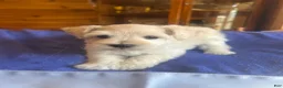 Miniature Schnauzer dogs for sale: Isaac (White) - Ad 1