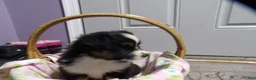 Miniature Australian Shepherd dogs for sale: Mardie - Ad 2