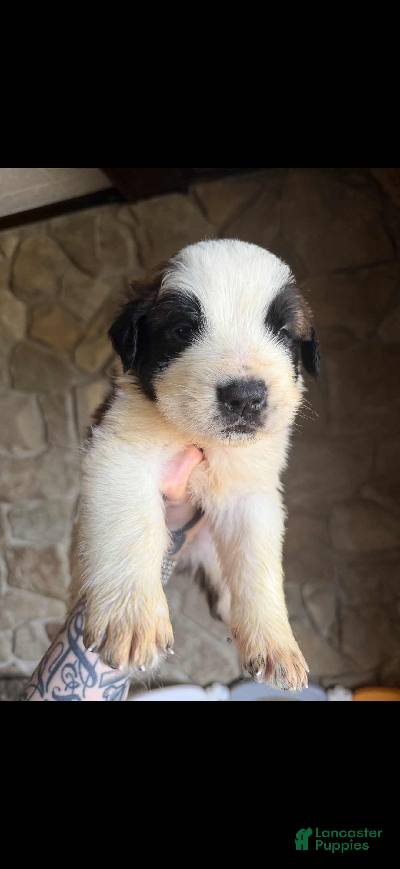 Saint Bernard dogs Boy 2  - Ad 10