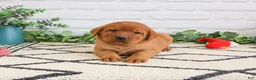 Labrador Retriever dogs for sale: Rebel - Ad 3