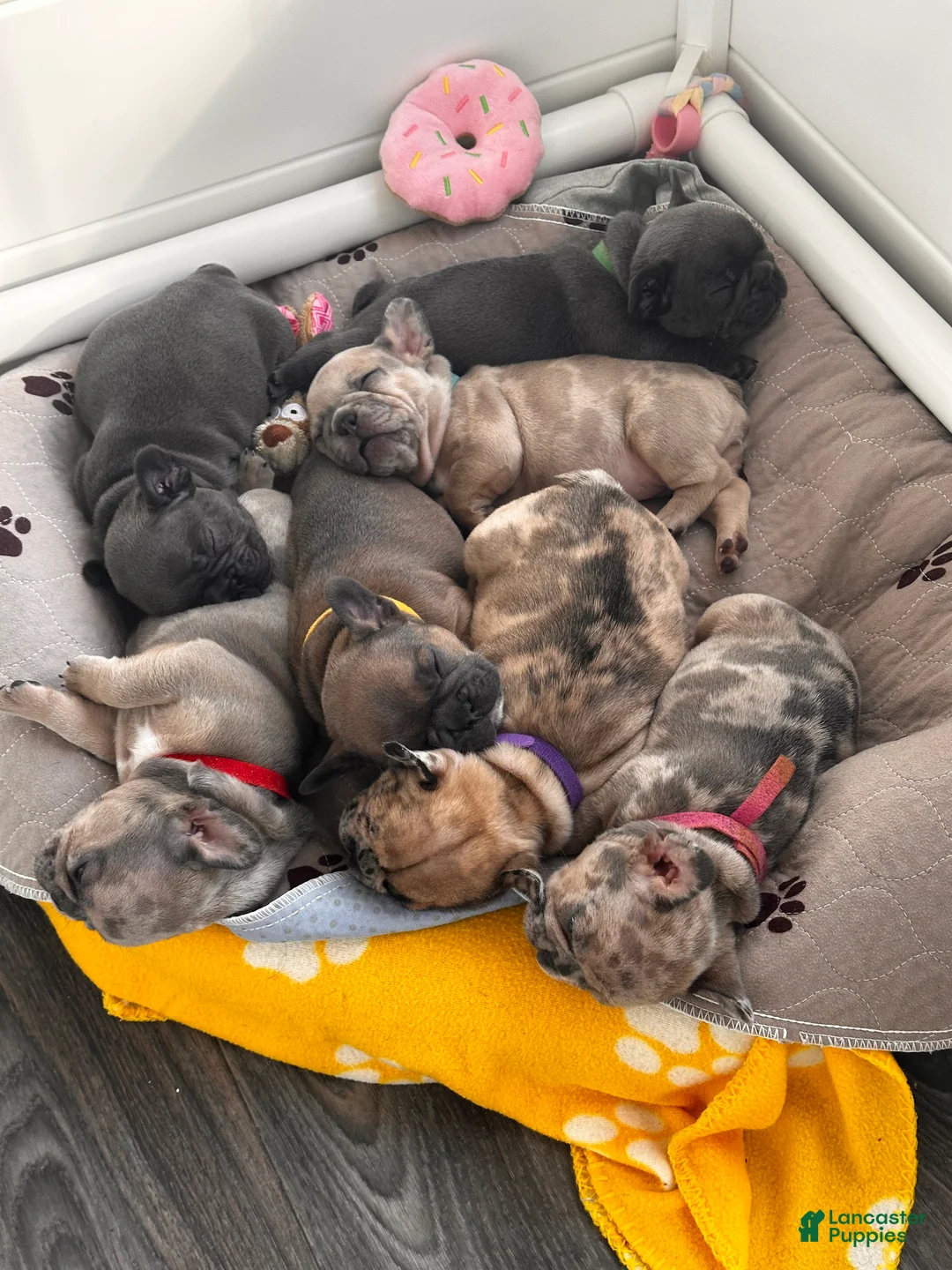 French Bulldog dogs for sale: Giselle - Ad 11