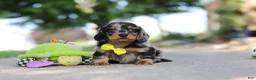 Miniature Dachshund dogs for sale: Kumquat - Ad 3