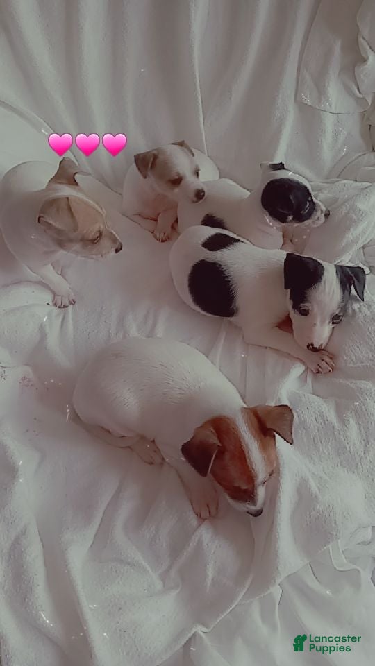 Jack Chi dogs Jack Chi 4 - Ad 12