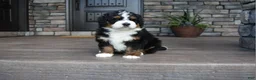 Mini Bernedoodle dogs for sale: Jett - Ad 8