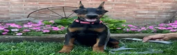 Doberman Pinscher dogs for sale: Zelda - Ad 5