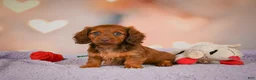 Dachshund dogs for sale: Alexa  - Ad 3
