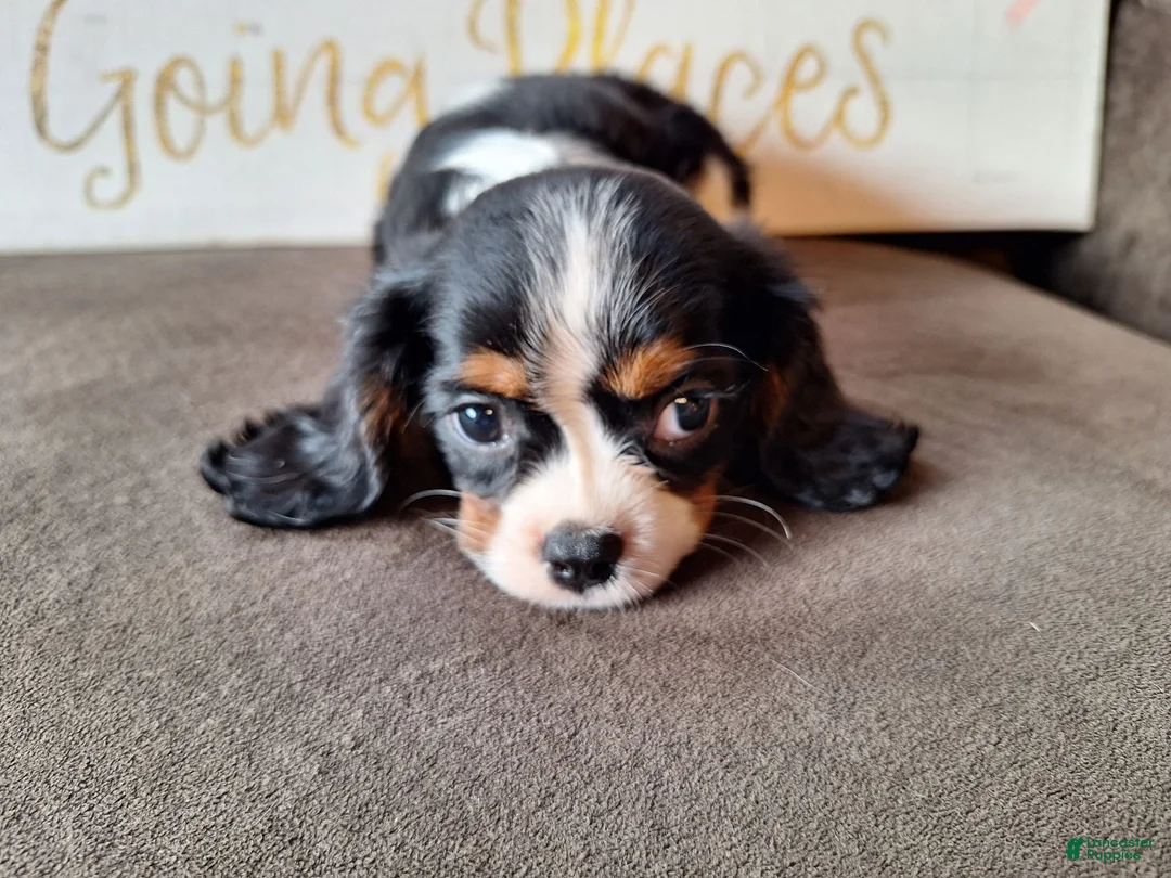 Cavalier King Charles Spaniel dogs for sale: Sadie  - Ad 1