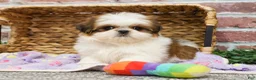 Shih Tzu dogs for sale: Dolly - Ad 9