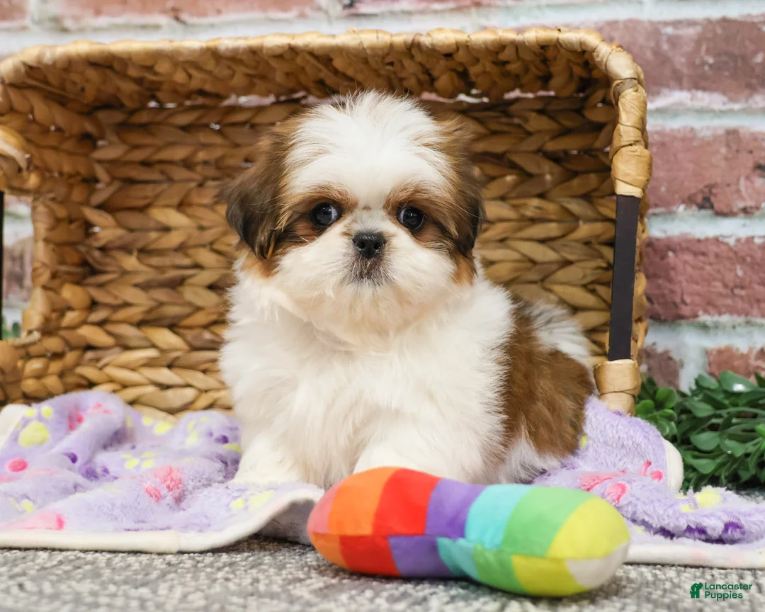 Shih Tzu dogs for sale: Dolly - Ad 9