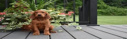 Irish Setter dogs for sale: Trixie - Ad 6