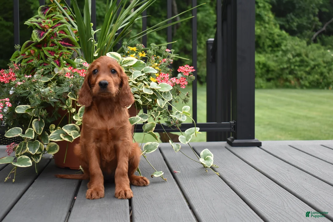 Irish Setter dogs for sale: Trixie - Ad 6
