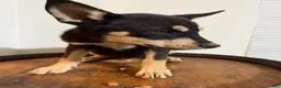Pitsky dogs for sale: Pitsky 1 - Ad 3
