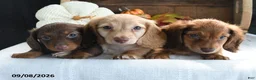 Miniature Dachshund dogs for sale: Trey - Ad 5