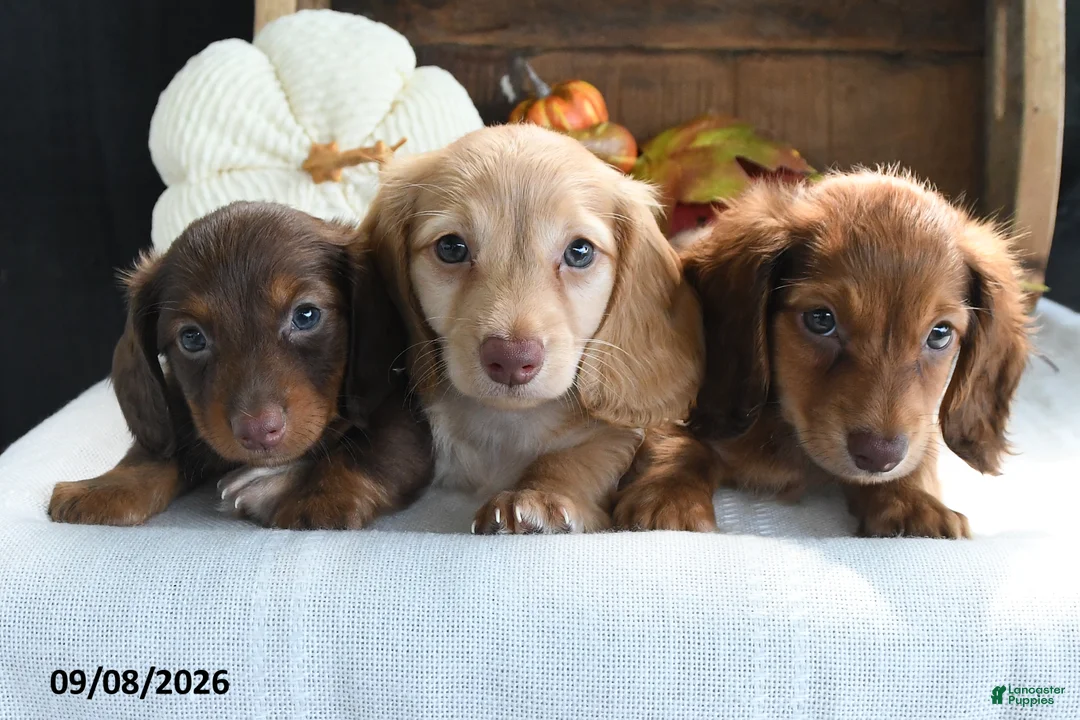 Miniature Dachshund dogs for sale: Trey - Ad 5