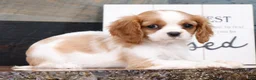 Cavalier King Charles Spaniel dogs for sale: Paula - Ad 5