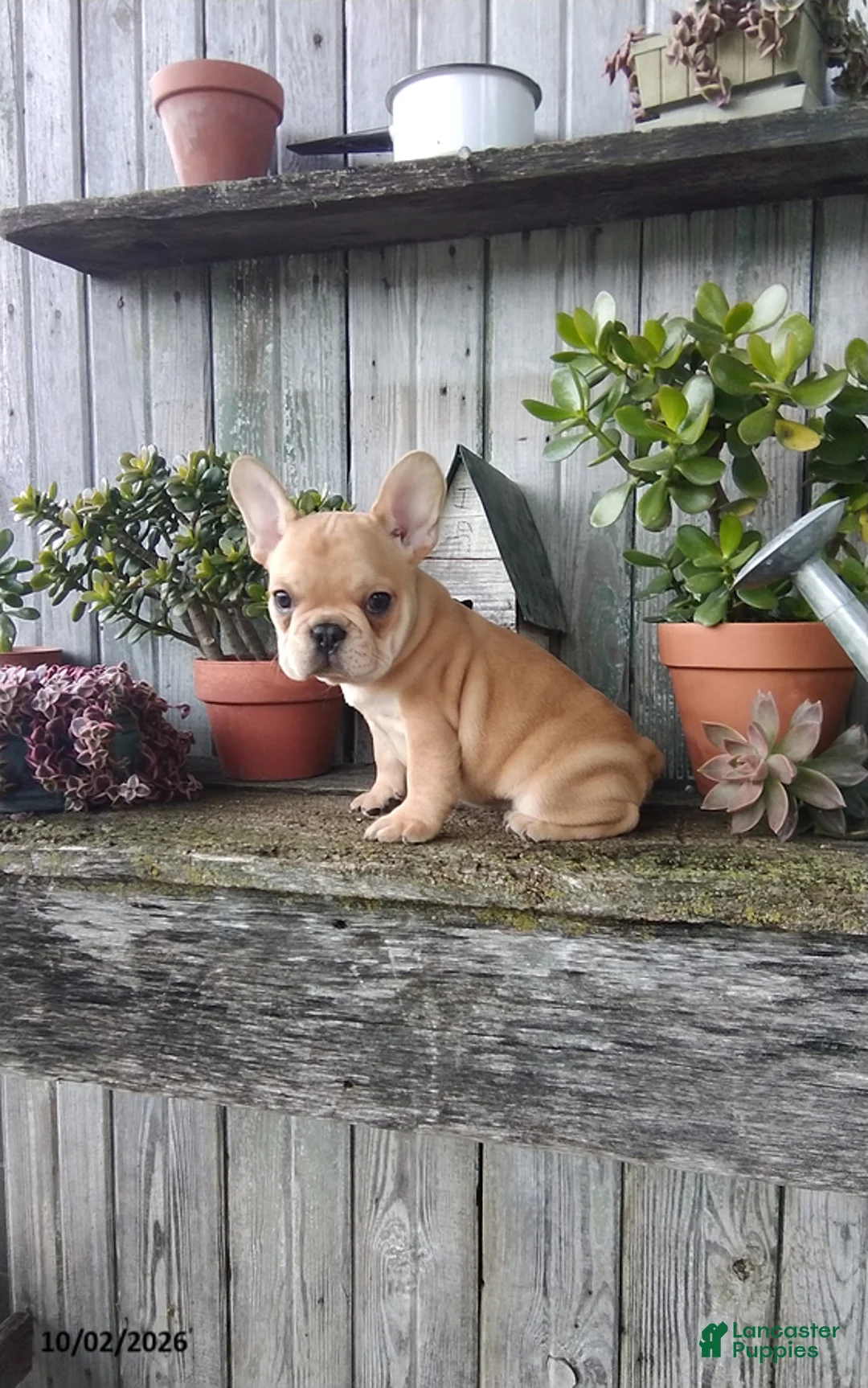 French Bulldog dogs for sale: Cooper - Ad 8