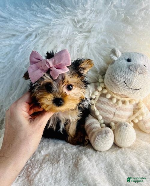Yorkshire Terrier dogs Teacup Yorkshire Terrier 1 - Ad 2