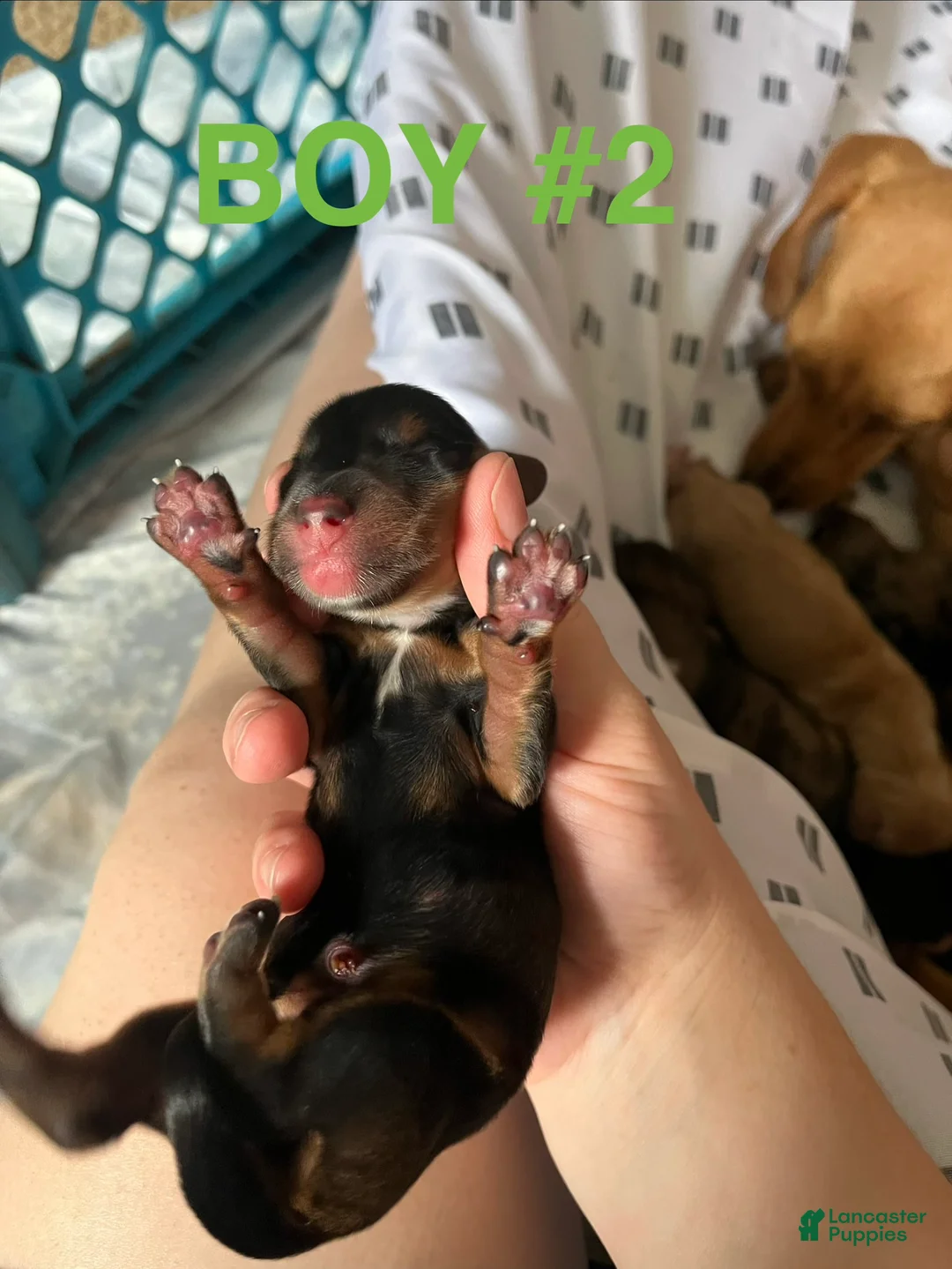 Dachshund dogs for sale: Male 2 - Ad 2