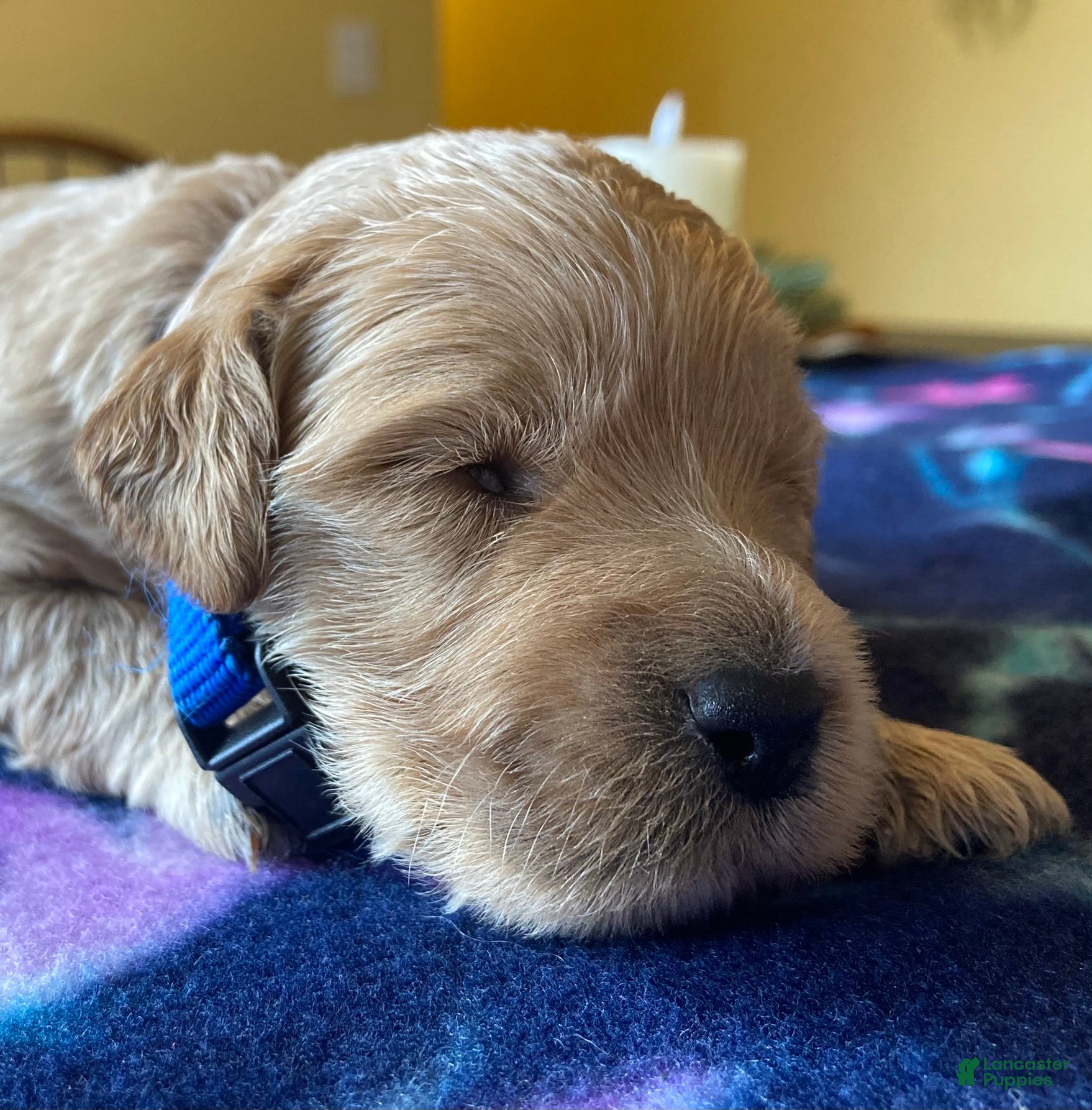 Labradoodle dogs Shiloh - Ad 26