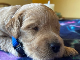 Labradoodle dogs Shiloh - Ad 26