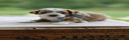 Mini Goldendoodle dogs for sale: September - Ad 3