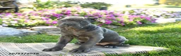 Cane Corso dogs for sale: Tundra - Ad 5