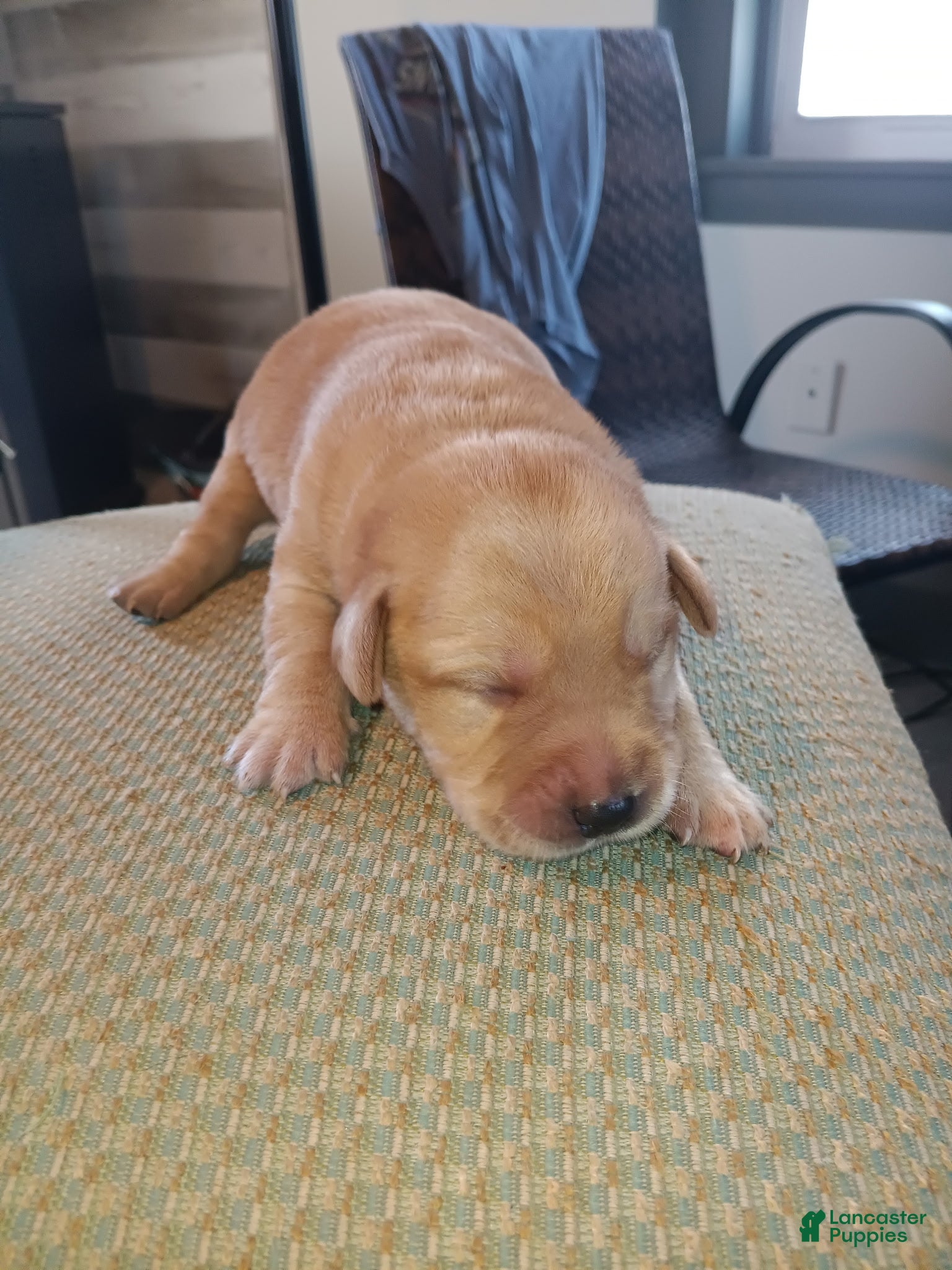 Labrador Retriever dogs Labrador Retriever Puppy 5 - Ad 8