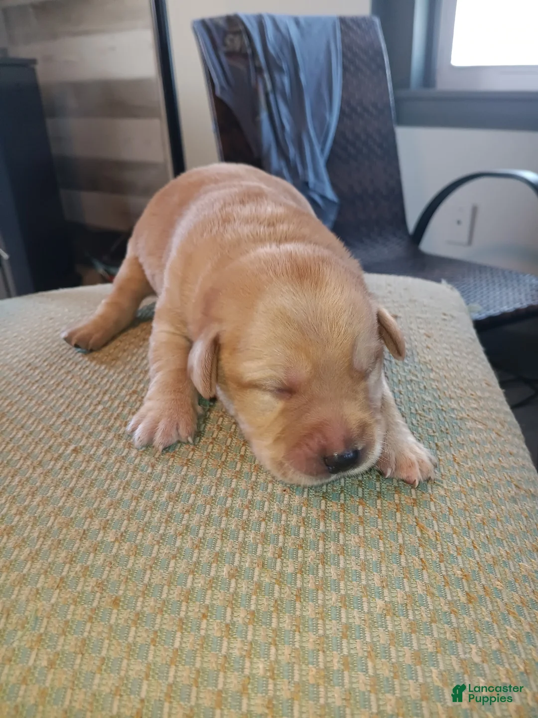 Labrador Retriever dogs for sale: Labrador Retriever Puppy 5 - Ad 1