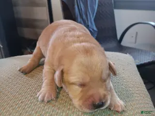 Labrador Retriever dogs Labrador Retriever Puppy 5 - Ad 8