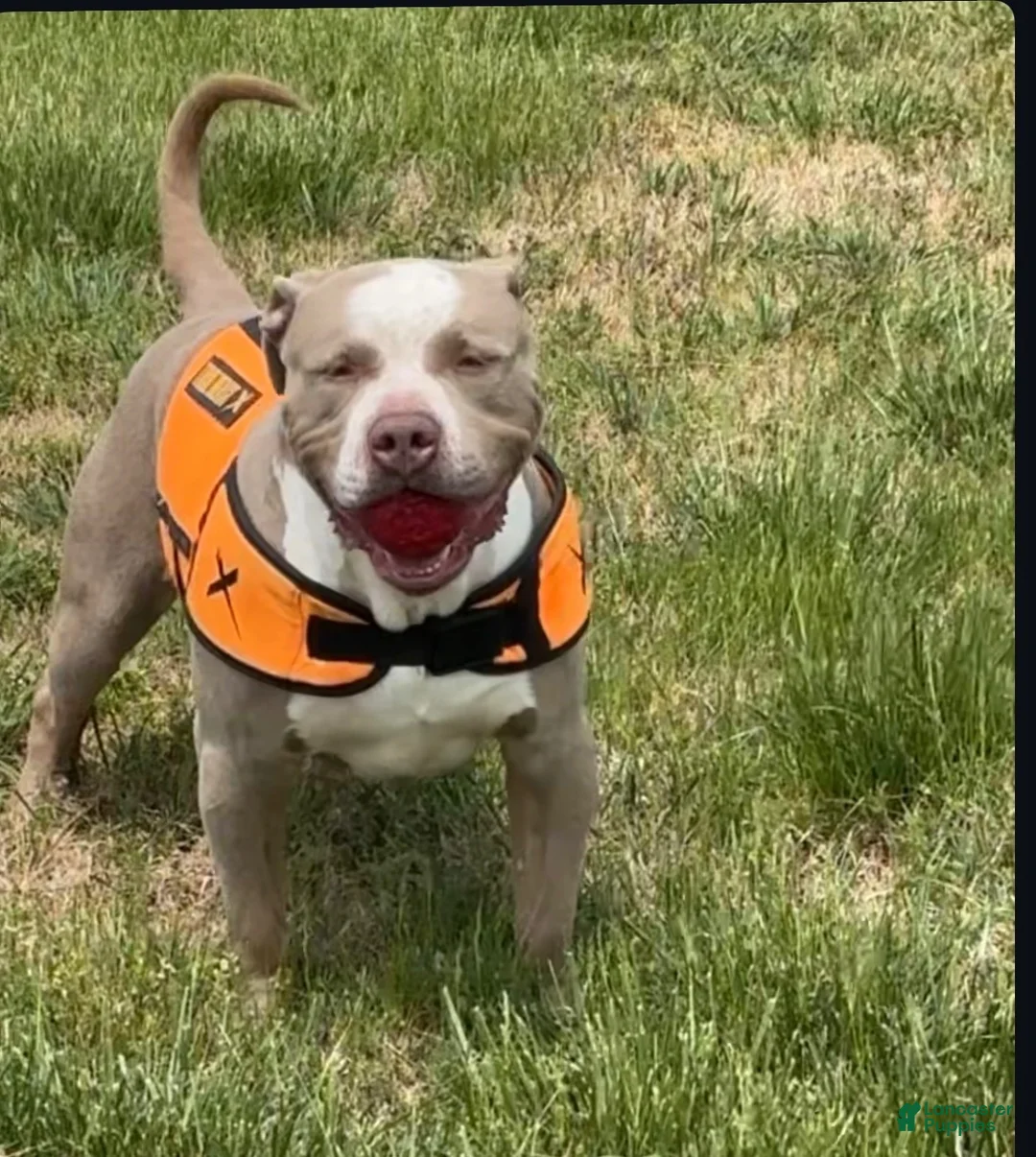 American Bully dogs for stud: Behr of NMAL Kennels  - Ad 3