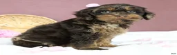 Cockapoo dogs for sale: Magdalena 🍓 - Ad 3