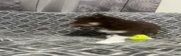 Pomsky dogs for sale: Alvin  - Ad 2
