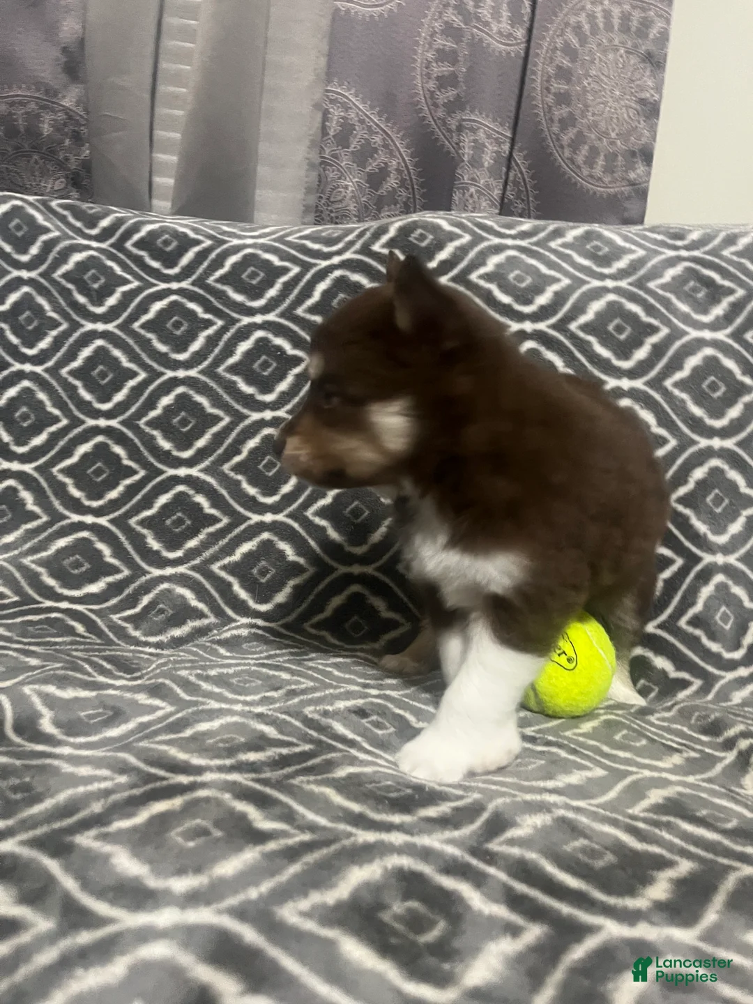 Pomsky dogs for sale: Alvin  - Ad 2
