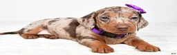 Miniature Dachshund dogs for sale: Alice - Ad 5