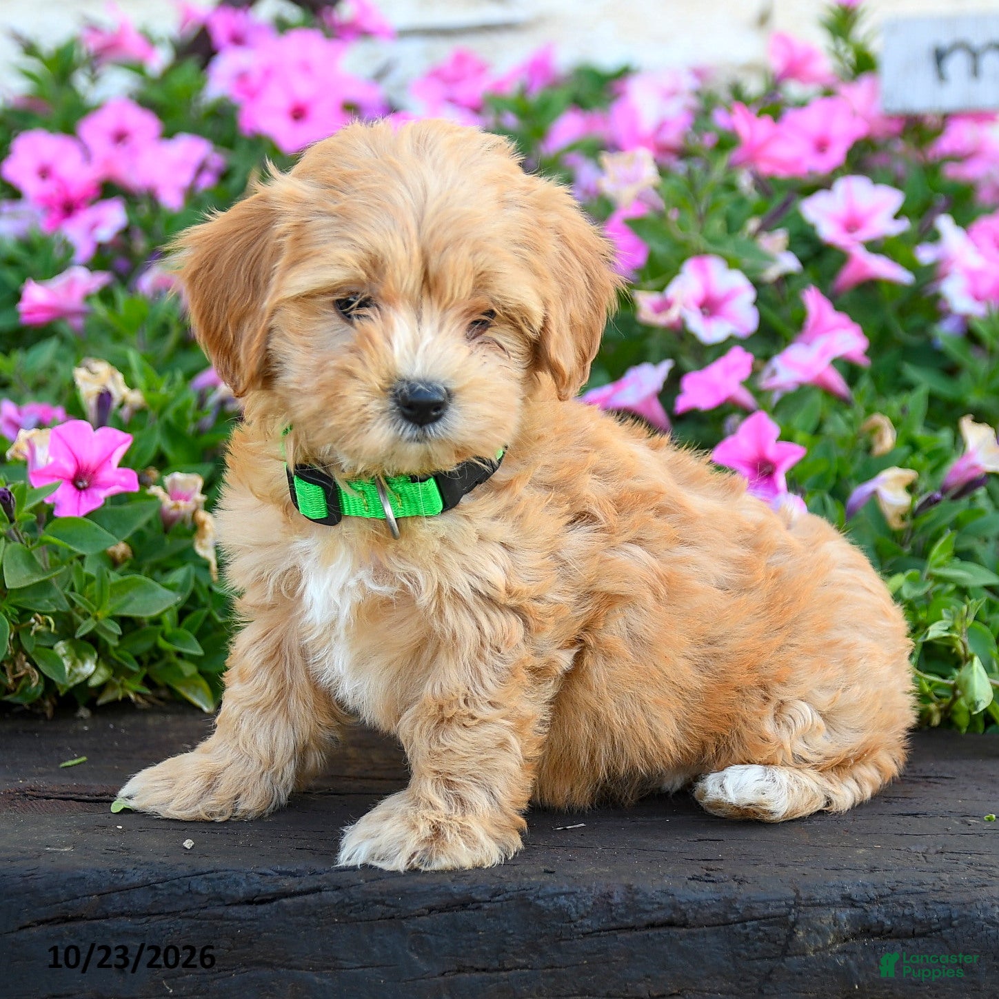 Maltipoo dogs for sale: Cottontail - Ad 2