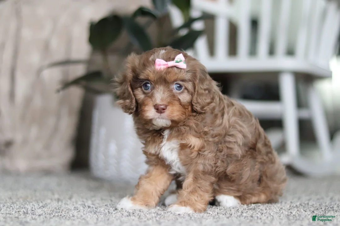 Cavapoo dogs for sale: Tate - Ad 3