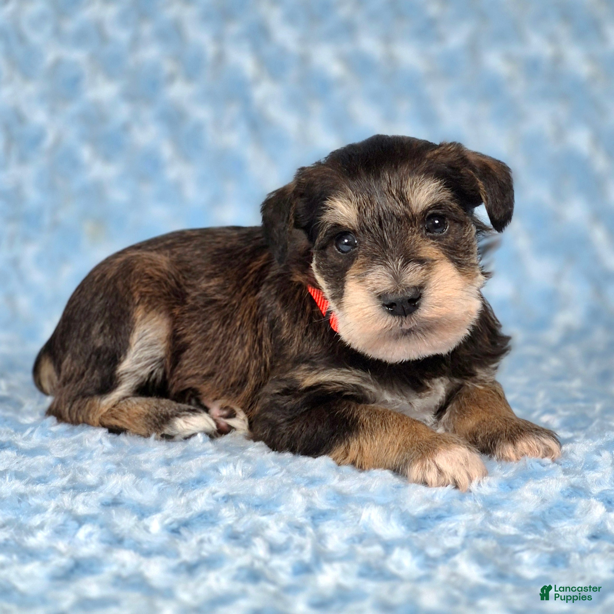 Miniature Schnauzer dogs Tucker - Ad 2