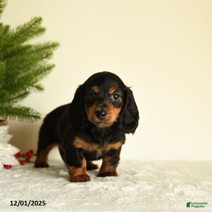 Miniature Dachshund dogs Waylon - Ad 8