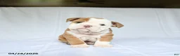 English Bulldog dogs for sale: Hailey - Ad 1